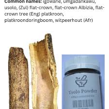 Image result for Albizia adianthifolia × gummifera