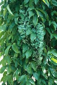 Image result for Strongylodon macrobotrys