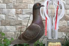 Makanan burung dara biar bagus. Senilai Rumah Rp 1 Miliar Apa Istimewanya Jayabaya Si Burung Merpati Halaman All Kompas Com