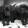 To learn more about each adoptable dog, click on the i icon for some fast facts or click on. 1