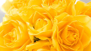 I recommend that you not use gravel or stone, as the heat reflected off of it. Pictures Of Beautiful Yellow Roses