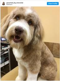 3 taking care of your aussie's needs. Top 5 Aussiedoodle Haircuts With Pictures And Home Grooming Tips