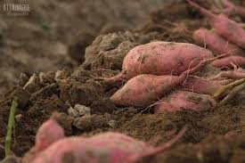 By producing your own you save money and of course they taste better! Growing Sweet Potatoes For A Healthy Backyard Harvest