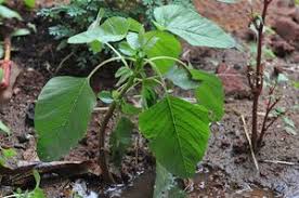 Image result for Amaranthus viridis