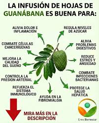 Sabías que la guanábana es mucho más que una fruta deliciosa para jugos? 🥤  Es una auténtica farmacia natural cargada de nutrientes y antioxidantes que  protegen tu cuerpo de forma integral. Si