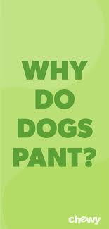 Why Do Dogs Eat Grass And Other Weird Dog Behavior Questions Explained Bechewy Dog Behavior Dog Pants Crazy Dog