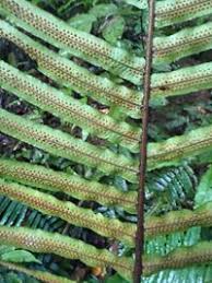 Image result for Lomariopsidaceae