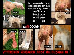 Maddog Sosyal Medya Dilencileri Sahipsiz Hayvanlar Uzerinden Yapilan Acimasiz Ticaret Masha Nin Fotograflarina Cok Iyi Bakin Ekteki Videosunuda Seyredin Sirada Simdi Elif Ve Irena Var Cok Yakinda Onlarinda Mutlu Videolarini Koyacagim