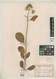 Image result for Kalanchoe lanceolata