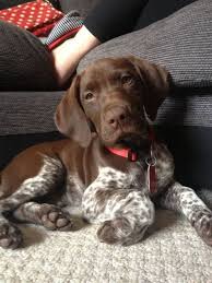 German wirehaired pointer / labrador retriever mixed breed dogs. G E R M A N S H O R T H A I R E D P O I N T E R R E T R I E V E R M I X Zonealarm Results