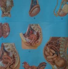 Image result for Nile Green 1949 Nash