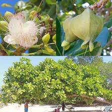 Image result for Barringtonia asiatica