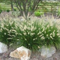 Favorite Ornamental Grasses For Kansas City Ornamental Grass Landscape Fountain Grass Grasses Landscaping