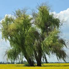 We did not find results for: Everything You Need To Know About Willow Hybrid Trees This Old House