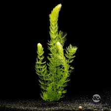 Image result for Ceratophyllum