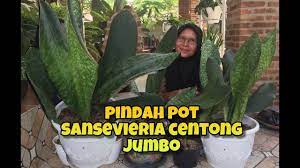 We would like to show you a description here but the site won't allow us. Merawat Sensivera Jumbo Yang Langka Youtube