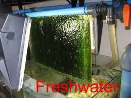 Pin On Aquarium Ideen