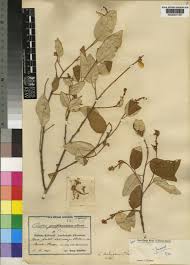 Image result for Croton dichogamus