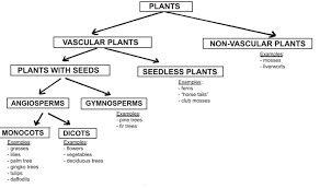 Classification Of Plants Vascular And Non Vascular Plant