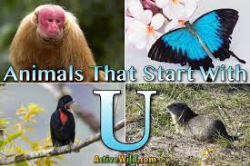 Animals that start with m: Animals That Start With U List Of Amazing Animals Beginning With U