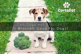 Perhaps the only downside is a possibly of isothiocyanate poisoning. Can Dogs Eat Broccoli Is Broccoli Good For Dogs Certapet
