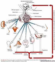 Hormones Secreted By Pituitary Gland And Their Functions