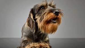 Maybe you would like to learn more about one of these? Dachshund Wire Haired Dog Breed Information Purina