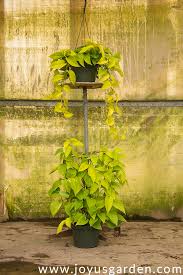 Indoors, pothos prefers bright but indirect light. Pothos Care The Easiest Trailing Houseplant Devil S Ivy Joy Us Garden