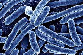 Well you're in luck, because here they come. 3 Common Bacteria Shapes