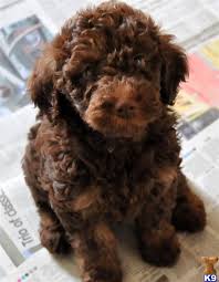 Black And Tan Labradoodle Miniature Labradoodles Labradoodle Puppy For Sale In The Uk Labradoodle Puppy Labradoodle Puppies For Sale Labradoodle