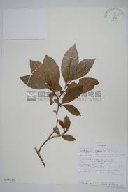 Image result for Sclerochiton vogelii