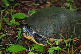 Southeastern coastal plains from southeastern virginia to portions of the florida everglades and west to alabama (ernst et al., 1994; Turtle Coastal Plain Cooter Turtle Box Turtle Coastal Plain