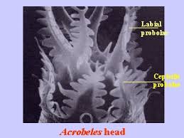 Image result for Acrotome hispida