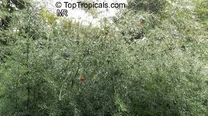 Image result for Asparagus laricinus