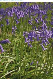 Jul 15, 2021 · there are a few on this list that i did not realize are poisonous or toxic, helpful and important to know for sure. Exposure To Cut Flowers And Spring Flowering Plants In Cats And Dogs In The Uk The Veterinary Nurse