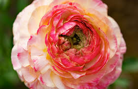 Image result for Ranunculus volkensii