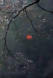 All The Leaves Are Brown And The Sky Is Grey Sia خلفيات بجودة Full Hd 4k أفضل خلفيات الهاتف Nature Pictures Nature Photography Beautiful Nature