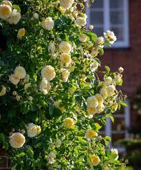 Differences between climbing and rambling roses