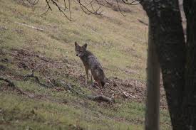 Another option with glands is experimenting with making your own lures and baits. How To Humanely Keep Coyotes Away From Your Homestead Hello Homestead