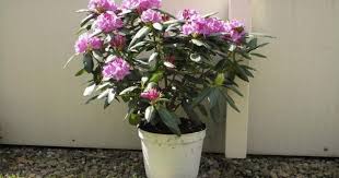 How To Transplant Rhododendrons Ehow Com Rhododendron Plant Flower Pots Flower Garden Design
