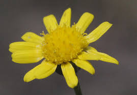 Image result for Senecio speciosus