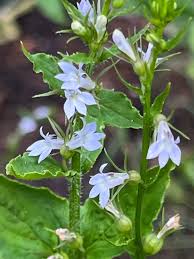 Image result for Habenaria rhopalostigma
