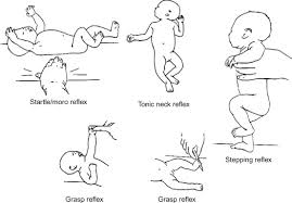 Postural Control Flashcards | Quizlet