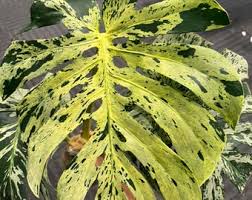 Image result for Platysepalum