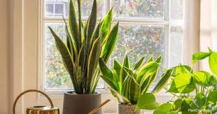 We did not find results for: Full Guide To Snake Plant Light Requirements Plant Care Today
