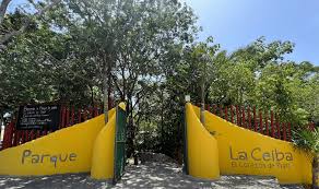 Image result for Ceiba