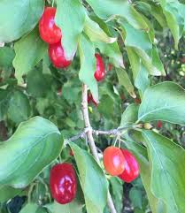 Pin cherries grow on long stems and are quite small at about 1/4 inch. Tree Fruit Looks Like Cherry Tomatoes