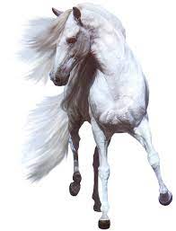 White Horse Png Horse Png Horse Clipart Transparent Horses Animals Horse Sketch