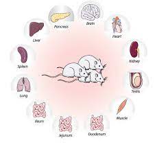 Cele mai bune proteine de origine vegetală includ proteine din soia, proteine din mazăre, proteine din cânepă, proteine din. Proteine Atlas Rat The Kidney Transcriptome And Proteome Defined By Transcriptomics And Antibody Based Profiling Complete Information For Faslg Gene Protein Coding Fas Ligand Including Johnie Perera