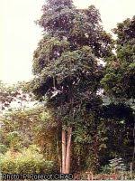 Image result for Markhamia tomentosa